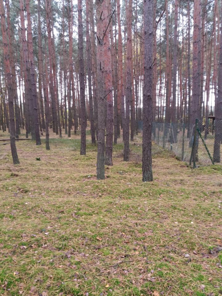 Działka leśna Józefina Murowaniec. Zdjęcie 5