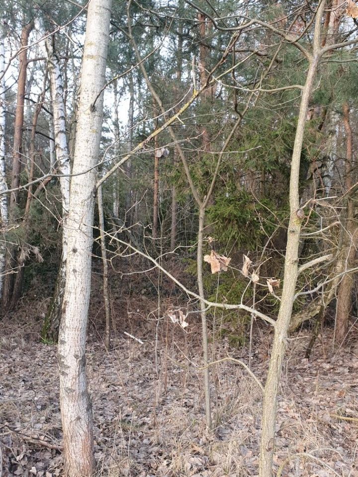 Działka leśna Celiny Szlacheckie. Zdjęcie 2