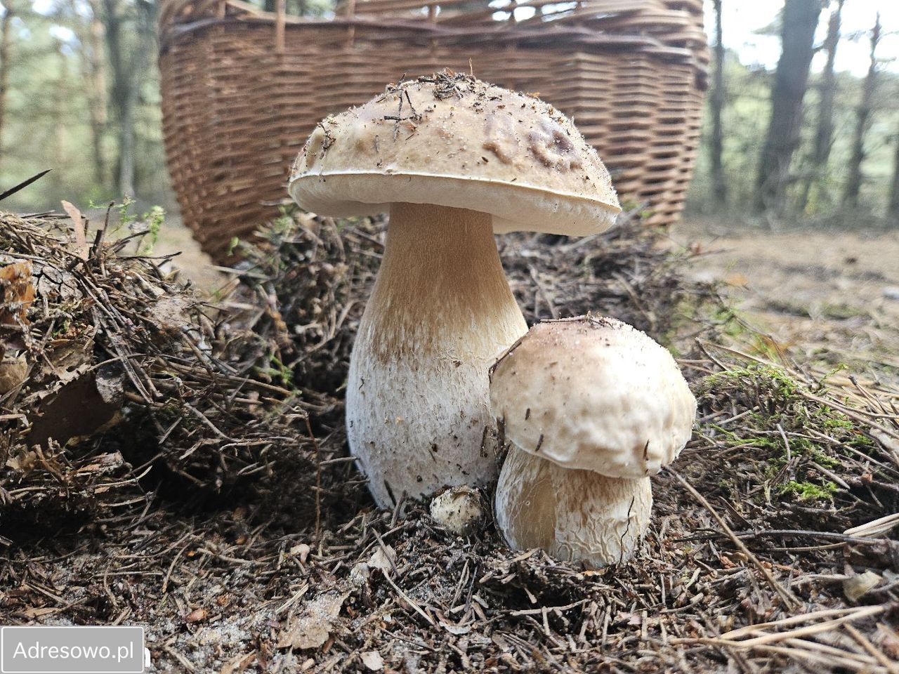 Działka rekreacyjna Piotrków Kujawski. Zdjęcie 6