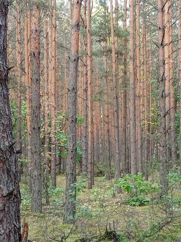 Działka leśna Ulaski Grzmiąckie. Zdjęcie 1