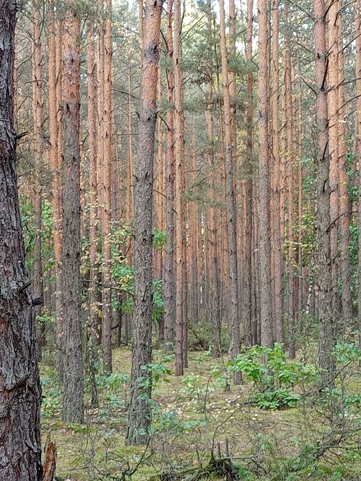 Działka leśna Ulaski Grzmiąckie