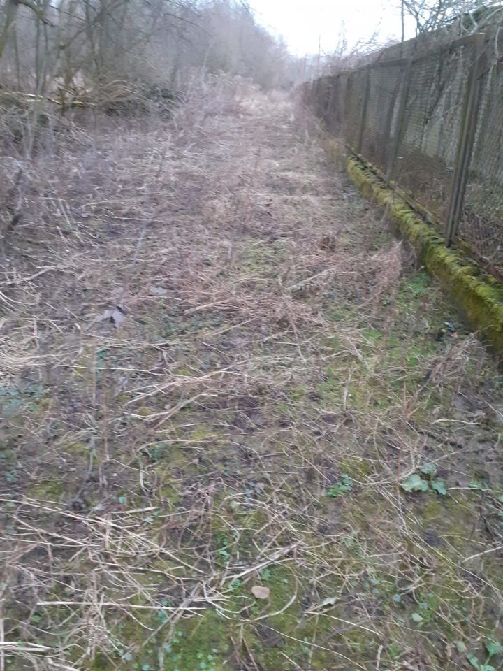 Działka leśna Korczyna. Zdjęcie 3