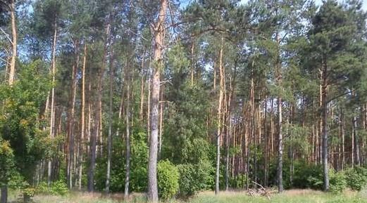 Działka leśna Józefowo. Zdjęcie 1