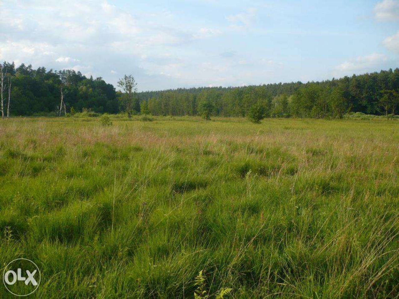 Działka rolna Bryńsk. Zdjęcie 2