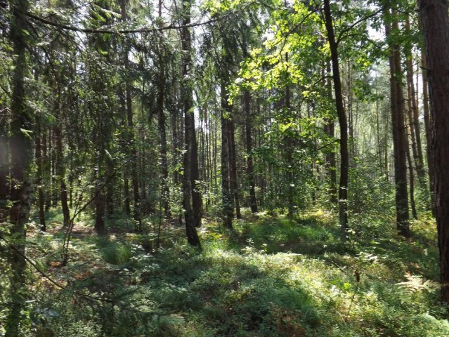 Działka leśna Stanowiska. Zdjęcie 1