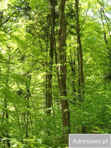 Działka leśna Dąbrowica. Zdjęcie 1