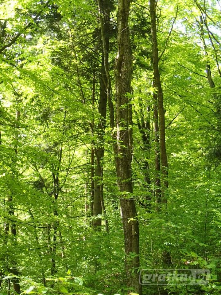 Działka leśna Dąbrowica