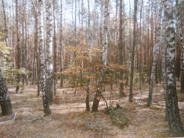 Działka leśna Gostynin. Zdjęcie 1