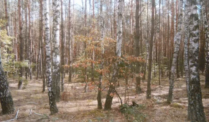 Działka leśna Gostynin