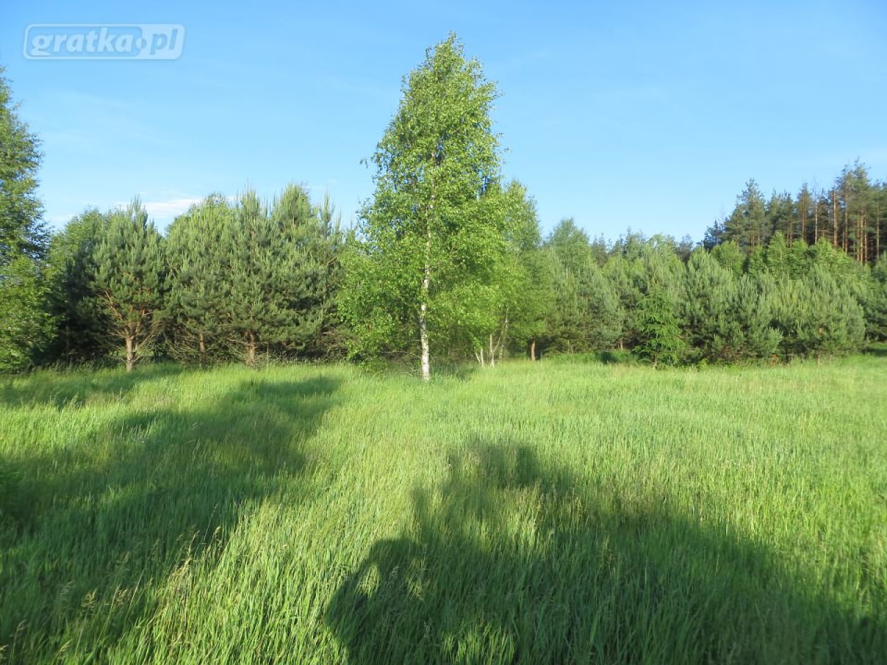 Działka siedliskowa Kołodno. Zdjęcie 4