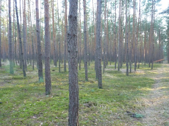 Działka leśna Miąsowa. Zdjęcie 1